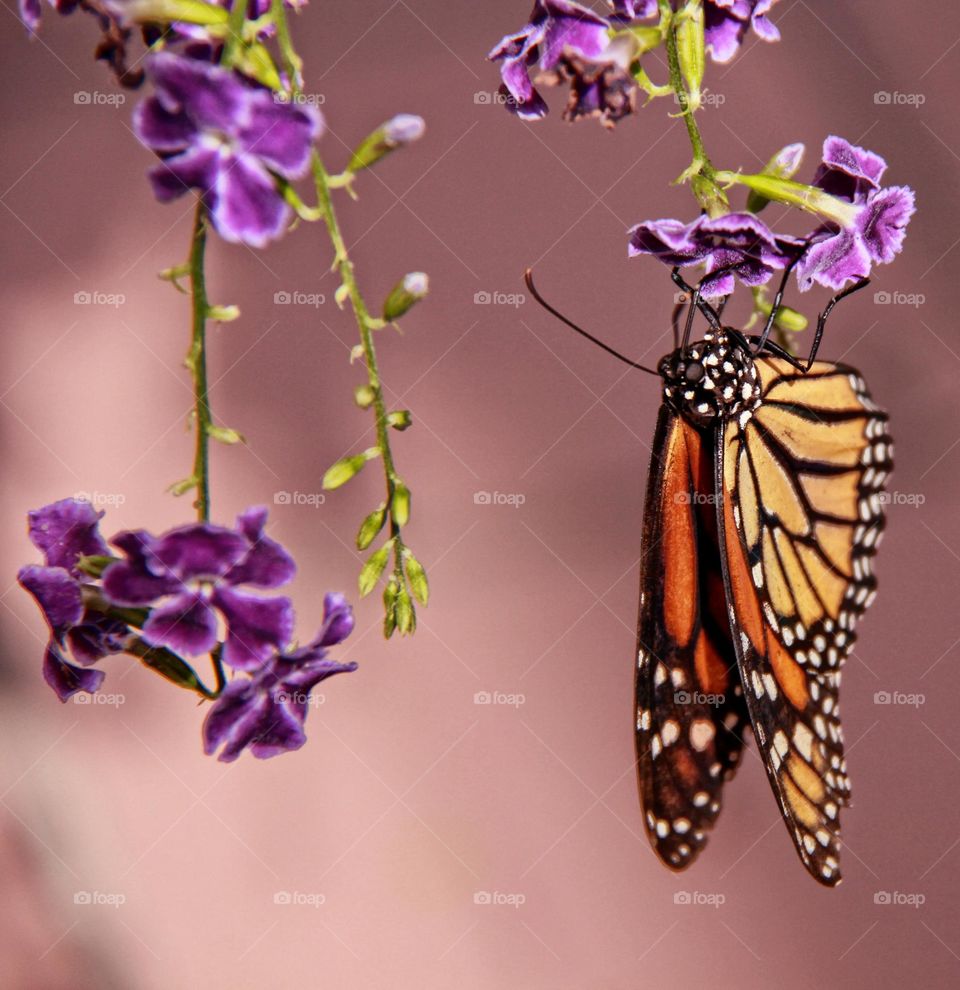 Monarch butterfly hanging from purple flower, blurred background, room for text concept hanging around in spring, beauty, metamorphosis, springtime, renew, hope, cling, holding on