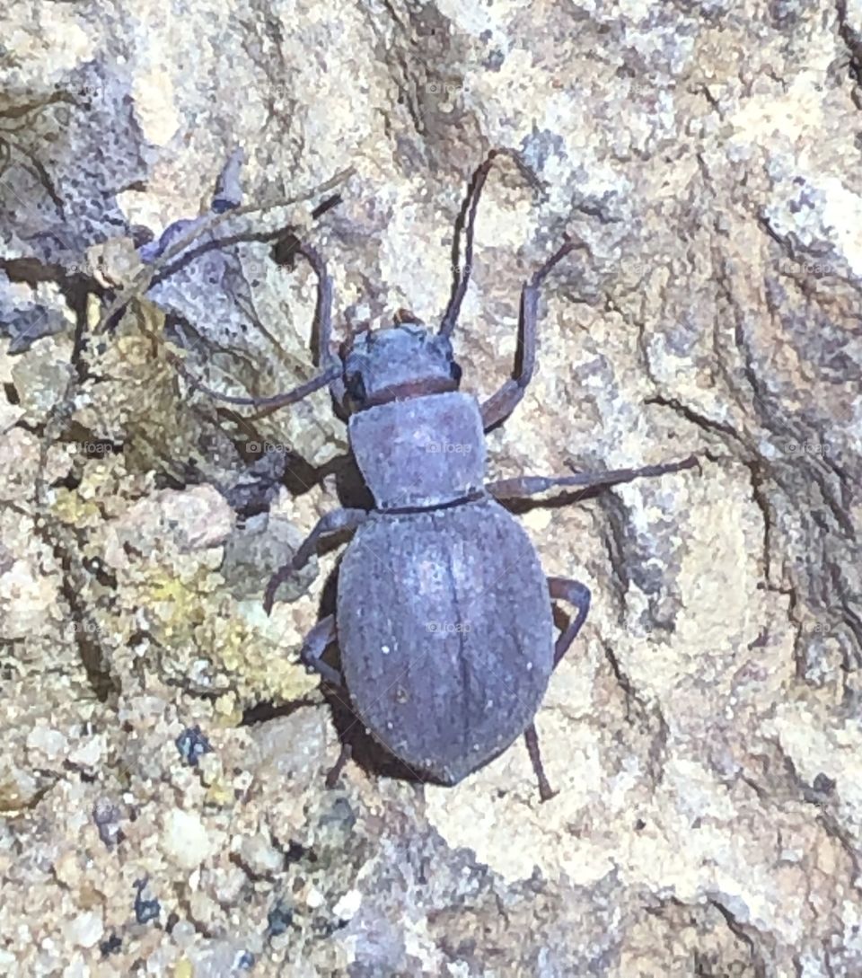 Small blue beetle wanders a desert wash