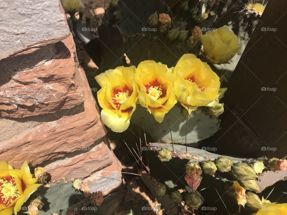 Yellow Prickly Pear cactus flowers