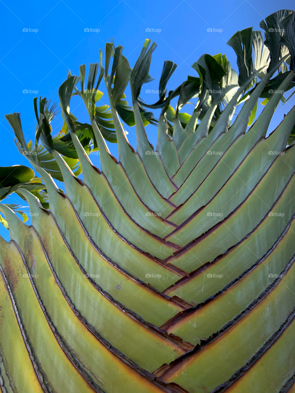 Imperial palm different prospective 