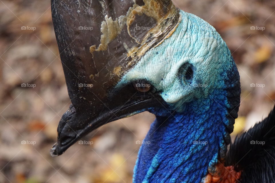 Cassowary