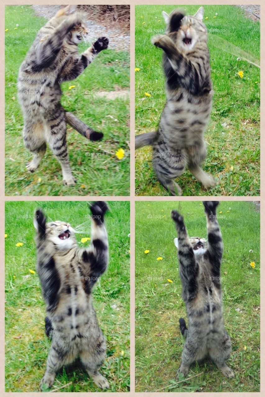 Dancing cat