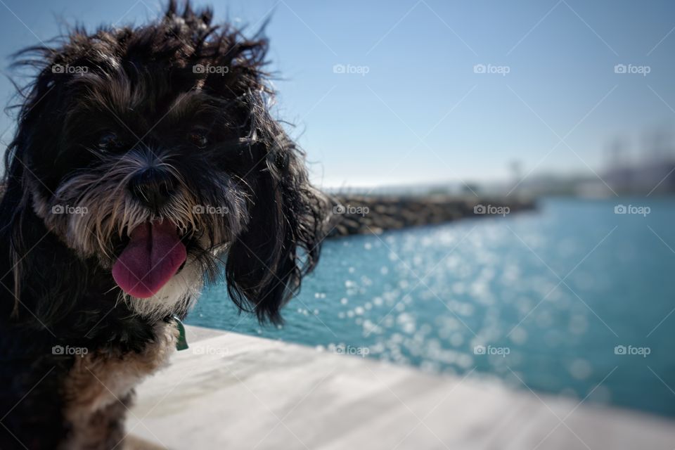 Dog near lake