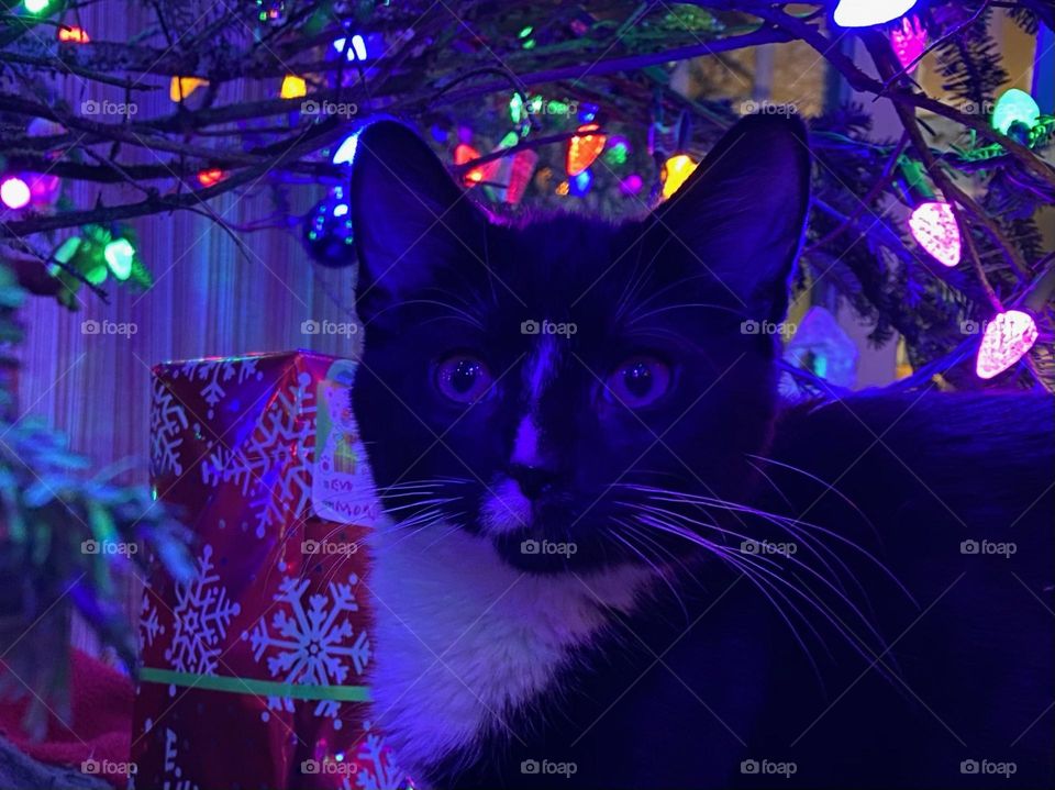 Closeup of an adorable kitten under the Christmas tree 