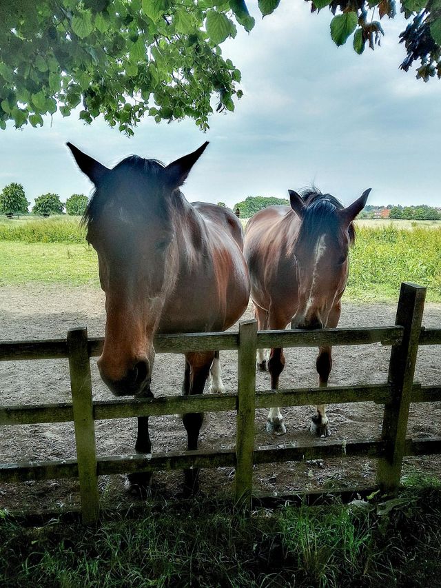 horses