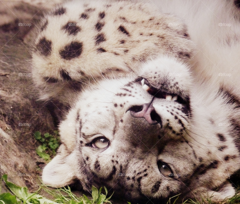 upside down snow leopard by cstanyon