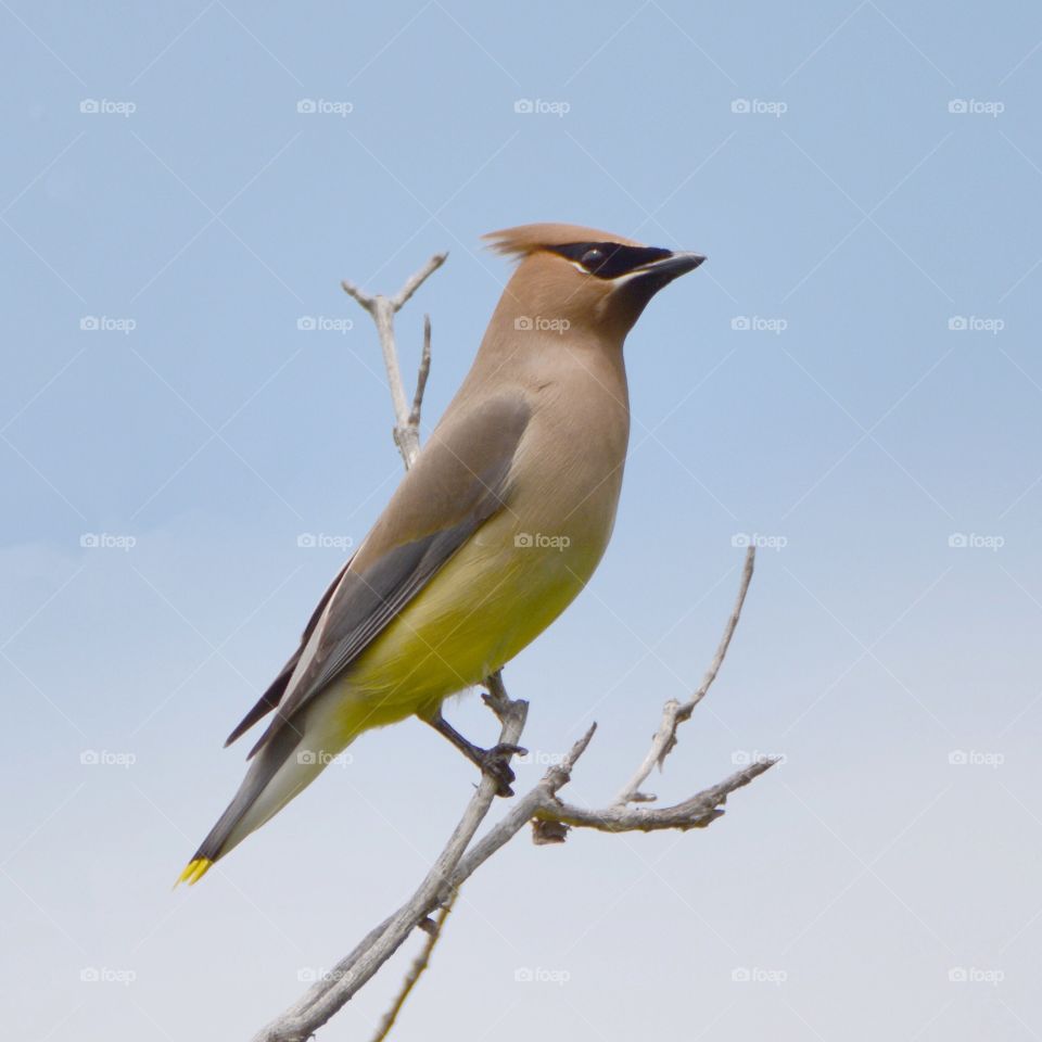 Cedar Waxwing on a branch 