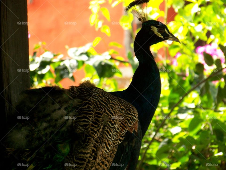 Peacock. Mexico Peacock