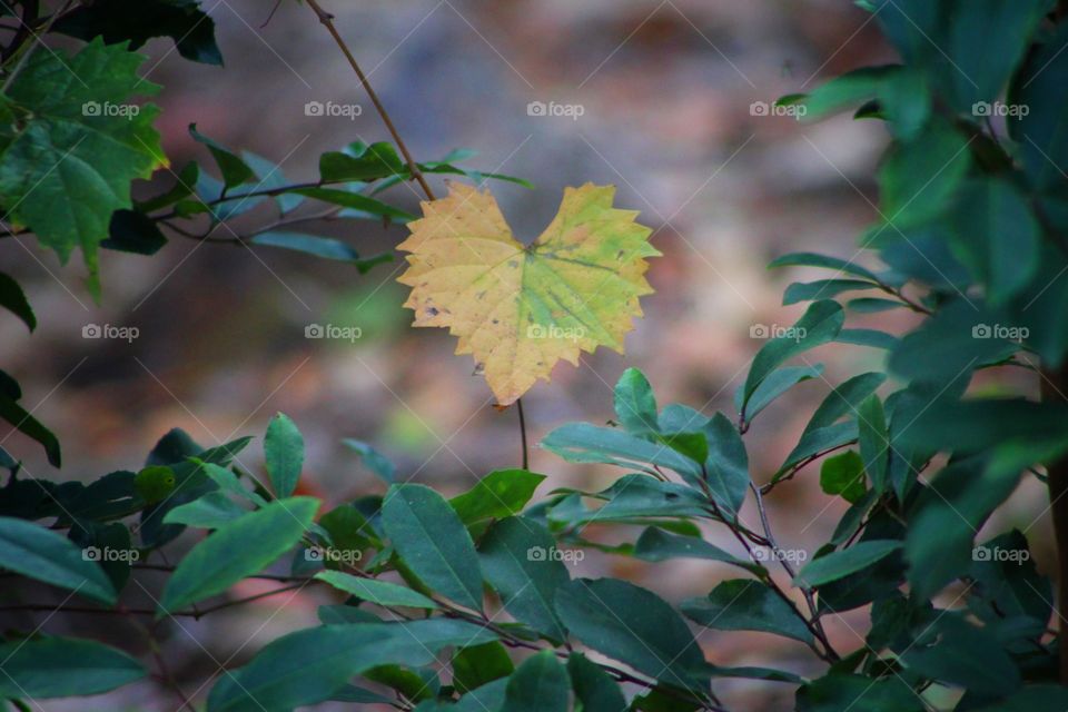 Leaf in a heart