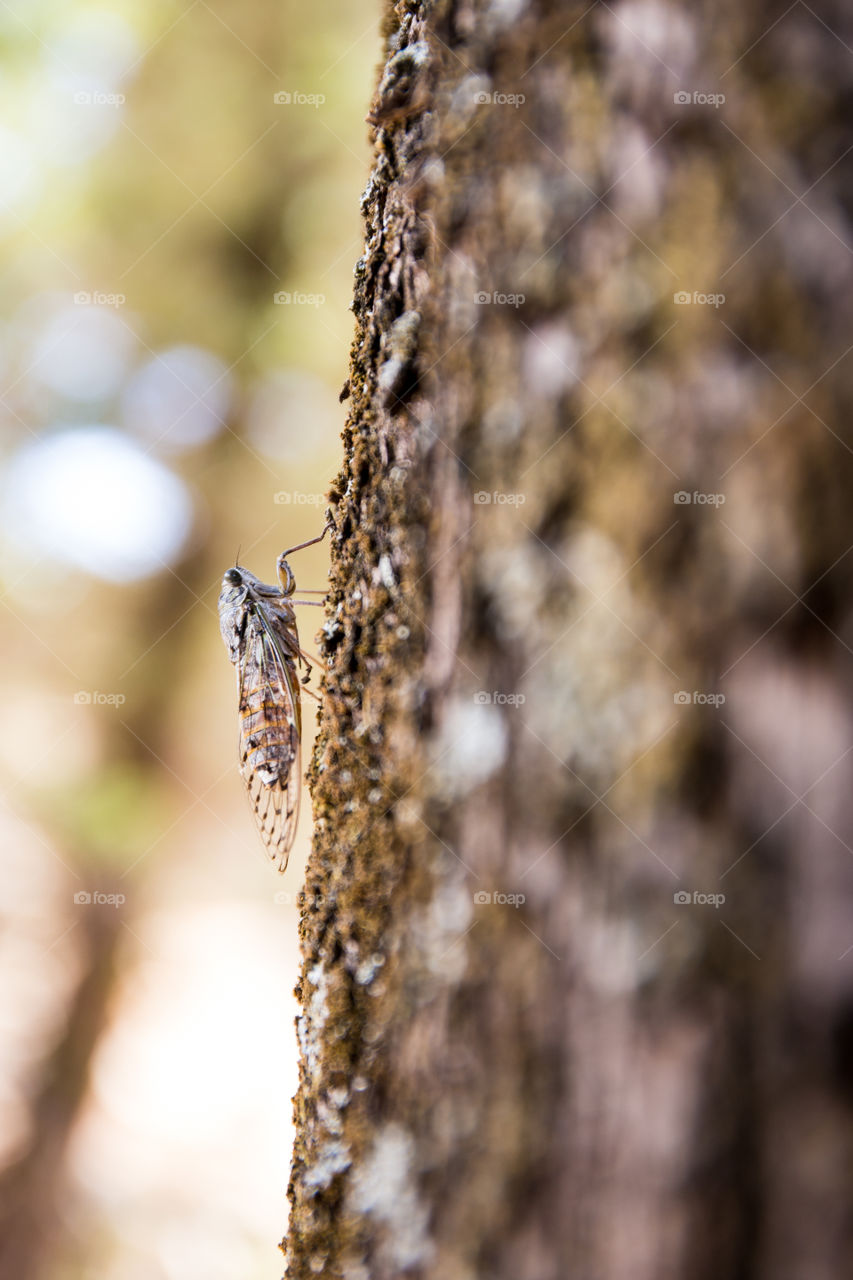 A cricket on the tree - Croatian summer