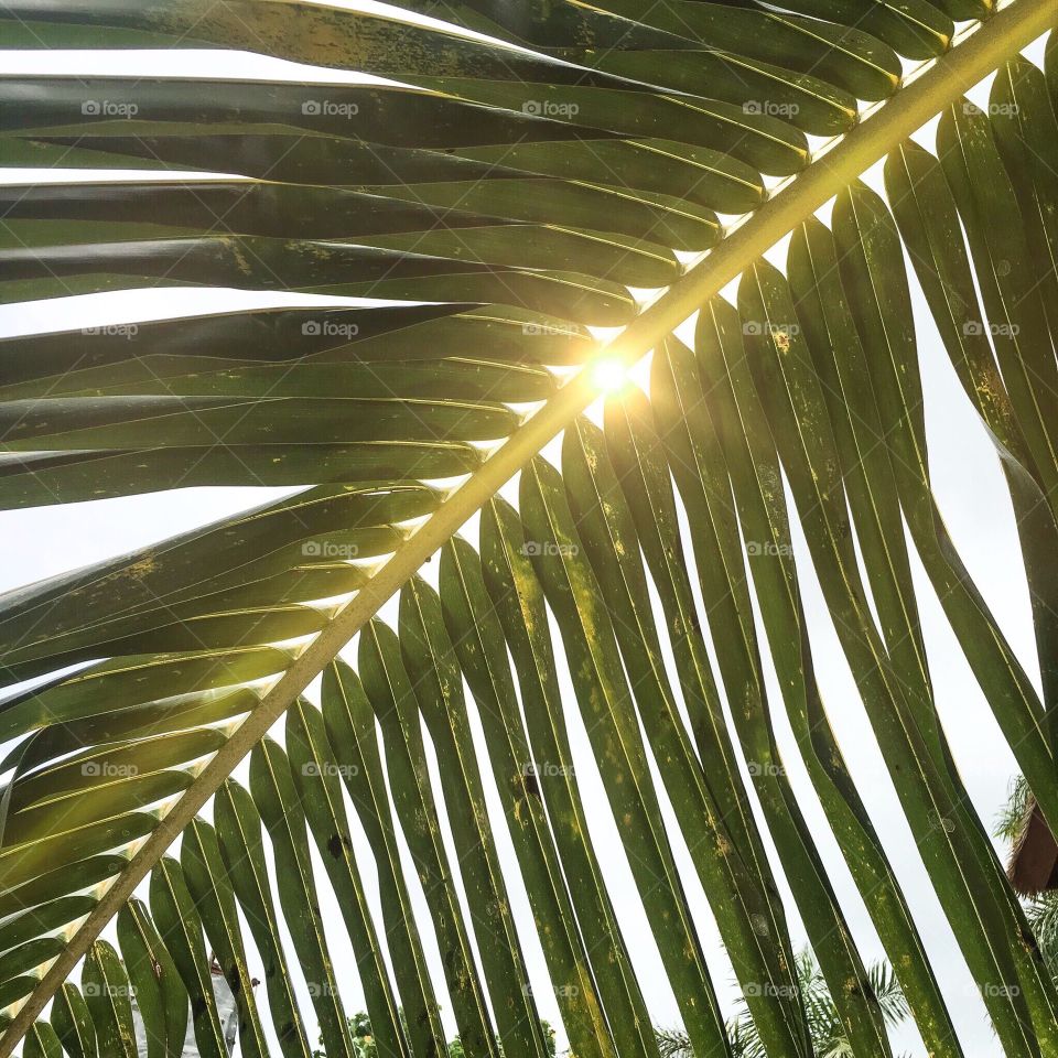 Palm, Tropical, Leaf, Nature, Frond
