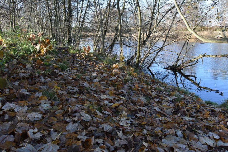 Fall, Nature, Tree, Leaf, Water