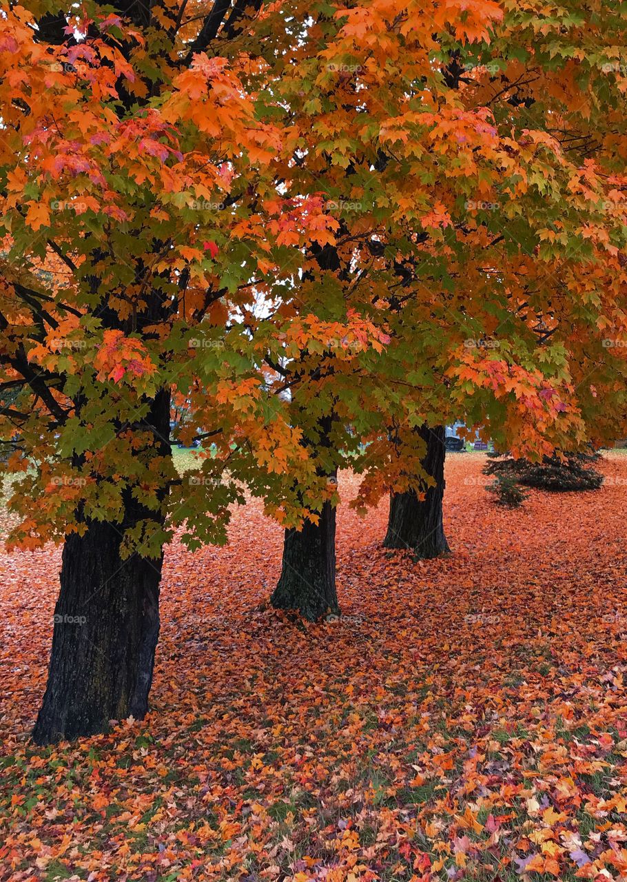 Fall in Wisconsin 