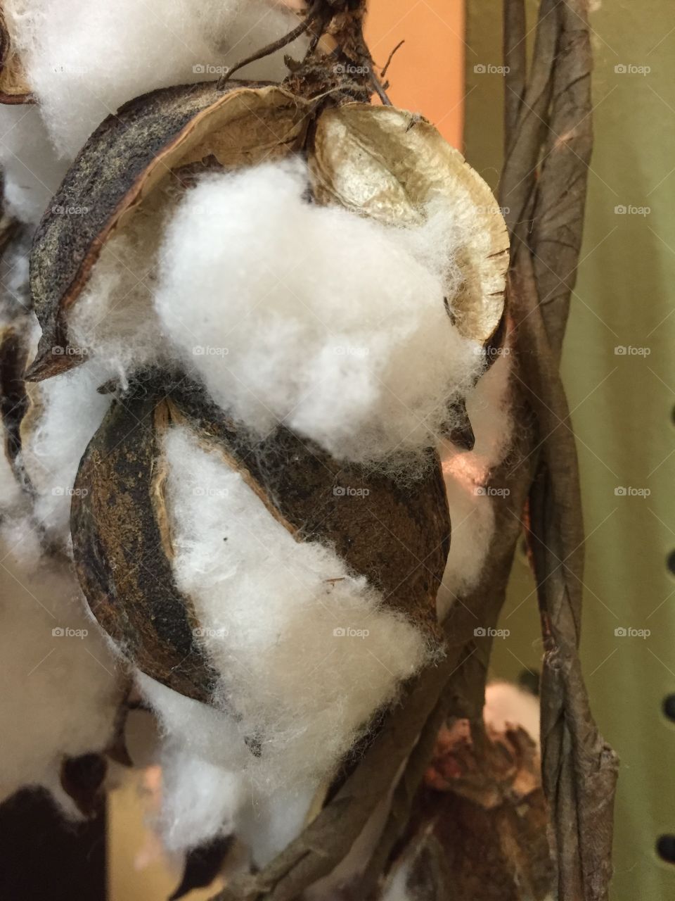 Southern Cotton on a stalk