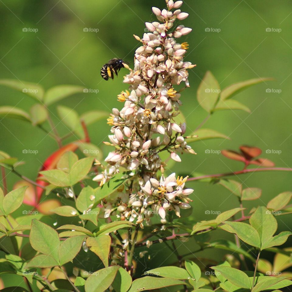 Pollination Bee And Nandina Berry Blooms 