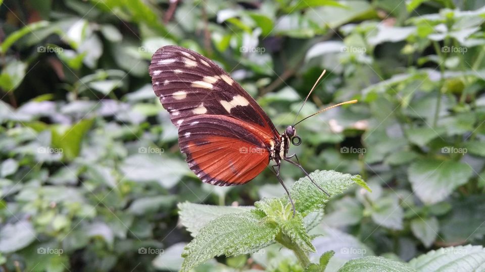 beautiful butterfly