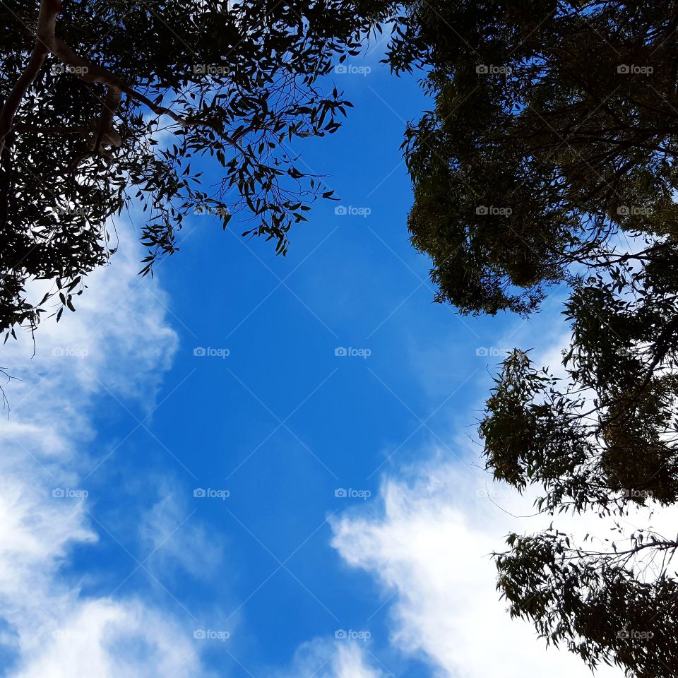 Tree with sky