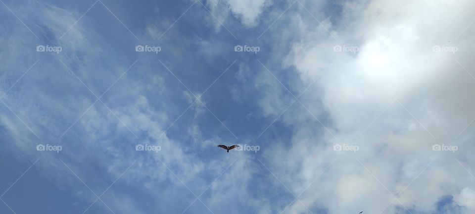 The bald eagle soars between the clouds.