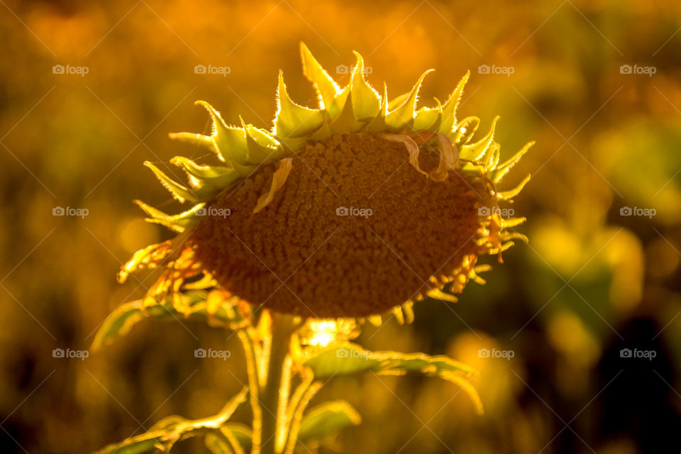 Sunflower in a rays of a setting sun