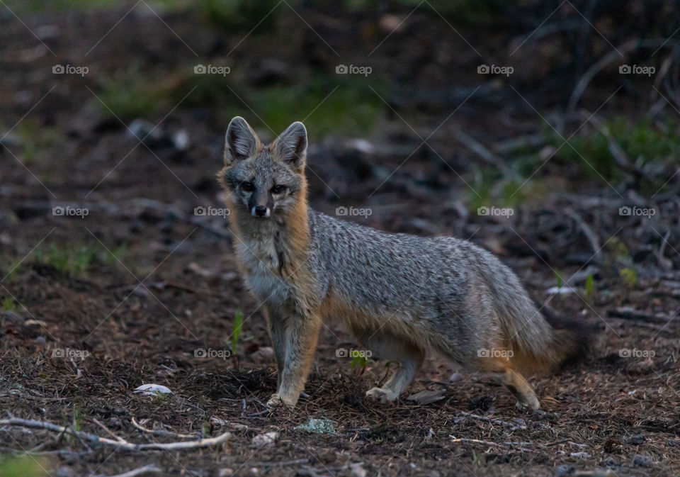 Fun fact : the grey fox is one of only two canids that is able to climb trees.  Found her at dusk just outside the deadfall . 