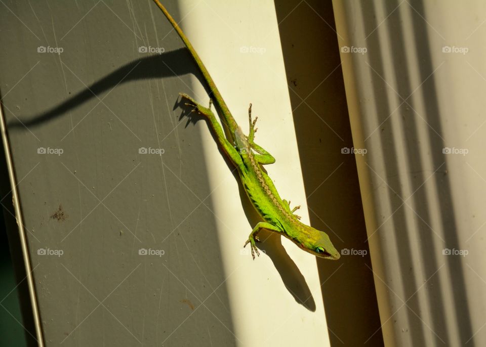 Close-up of a lizard