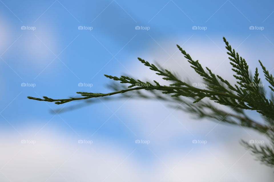 evergreen branch and sky
