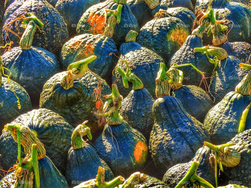 Harvest squash