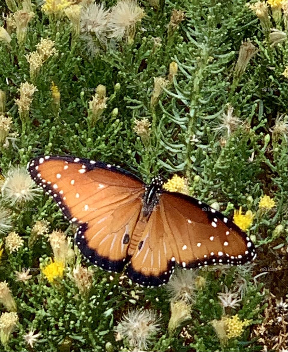 Queen Butterfly Showing Her Gorgeous Fall Tones 