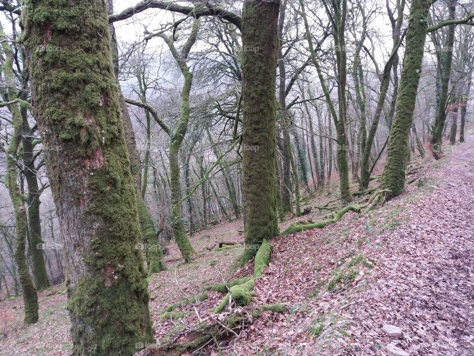 Wood, Tree, Nature, Landscape, Environment