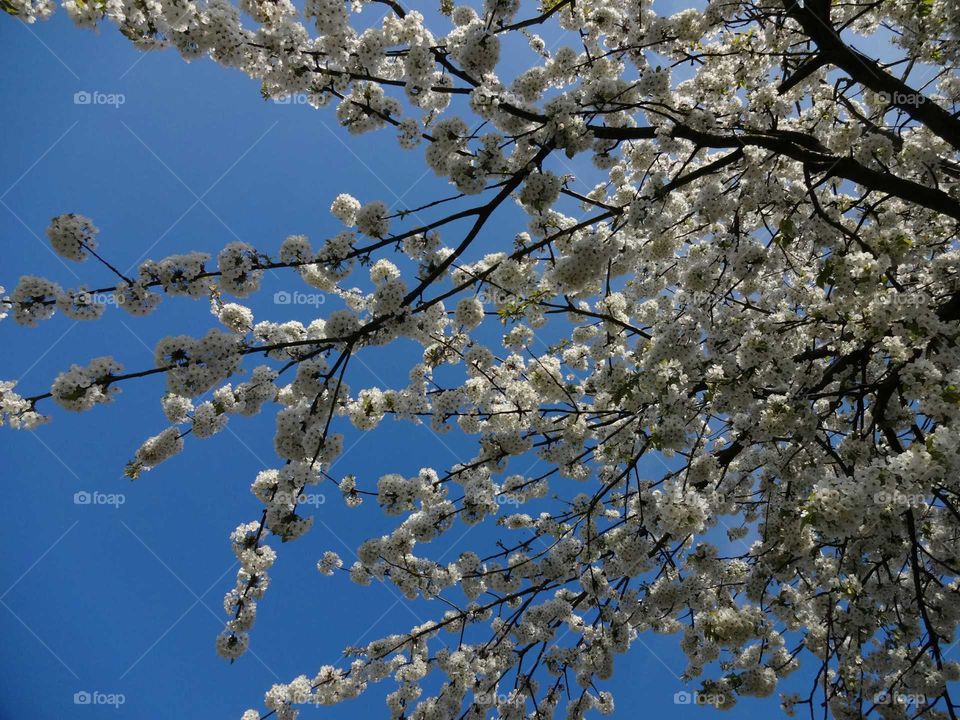 Blooming cherry tree