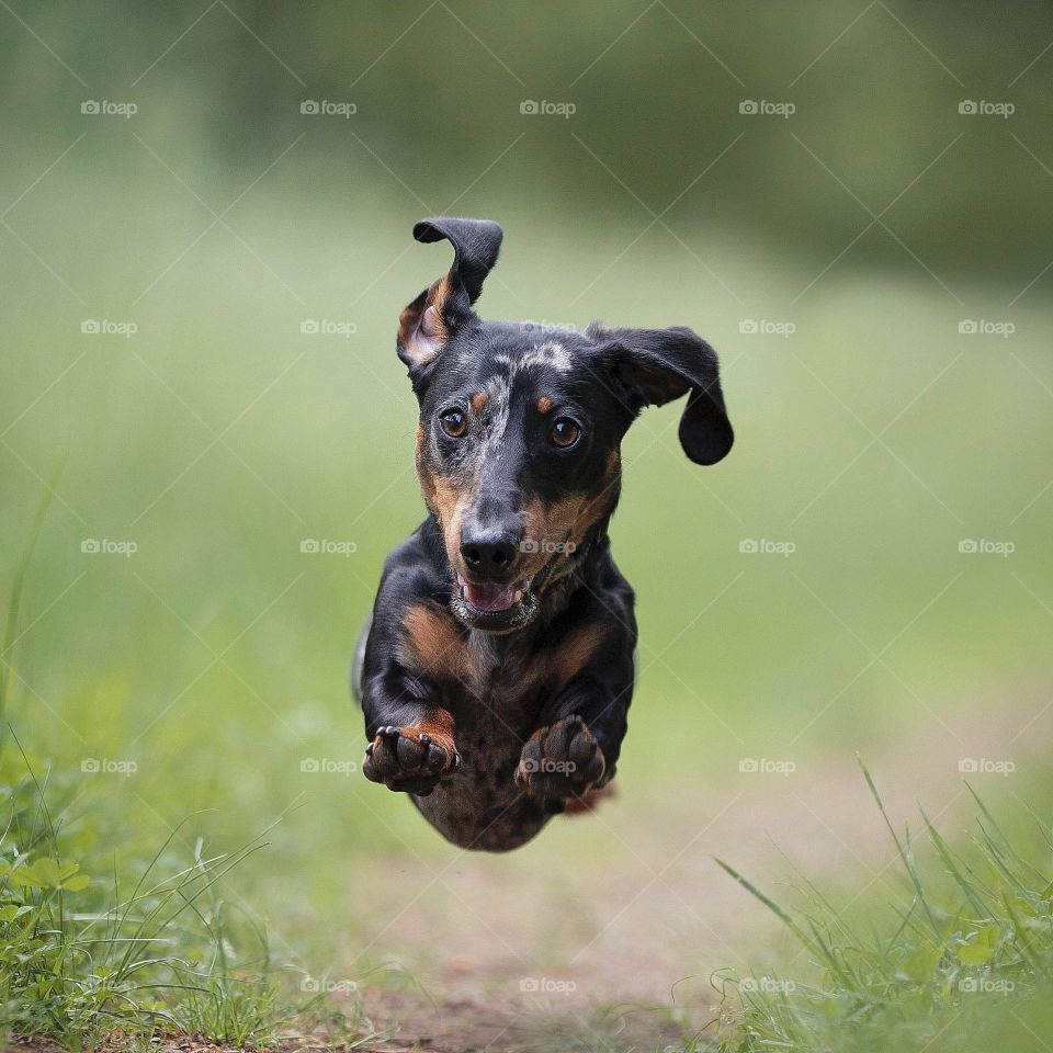 Little cheerful dark and earthy colored canine is caught mid jump as it runs on a path with grass on the two sides.