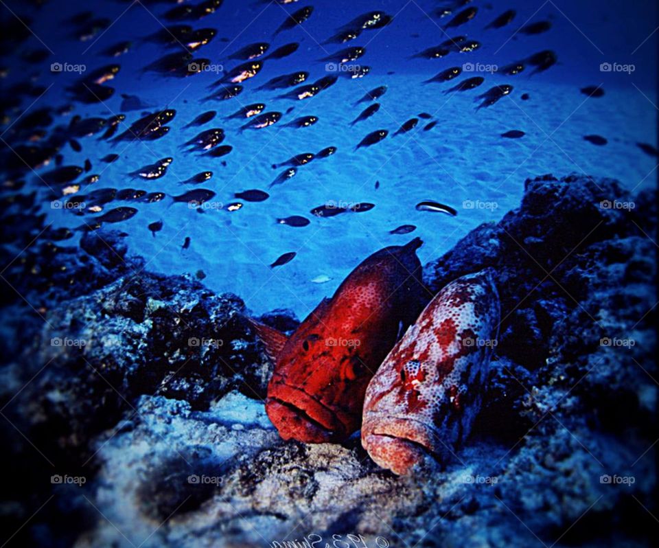 Japan Underwater Pictures