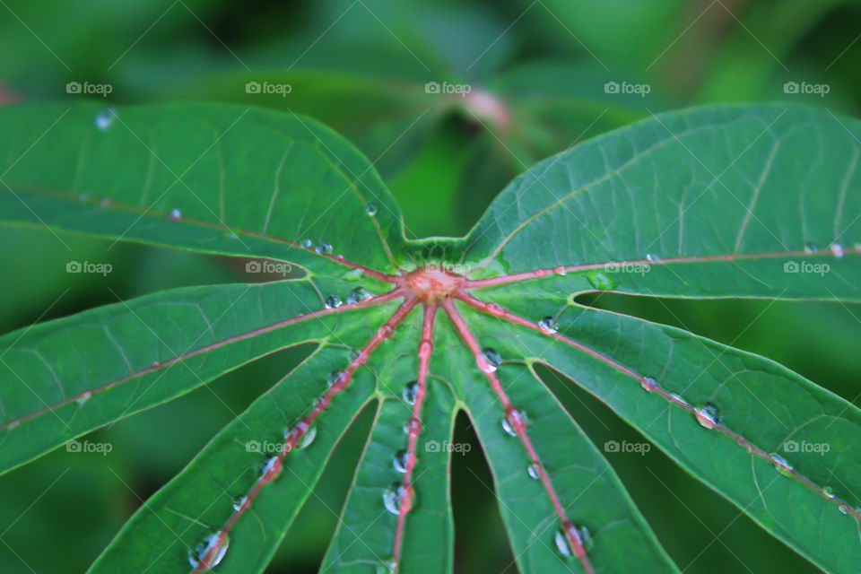 Cassava leaves and dew drops