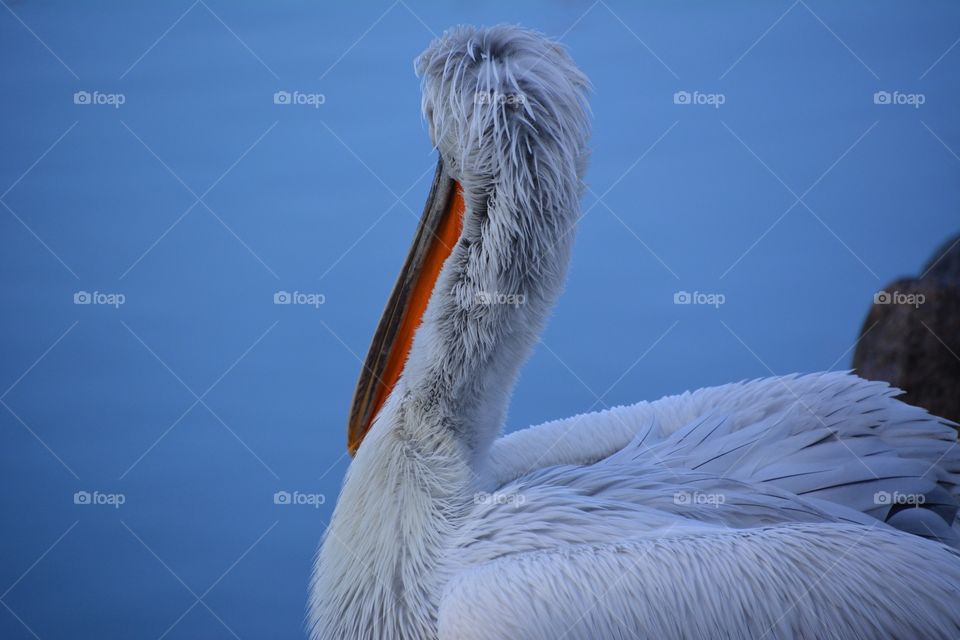 Moody pelican