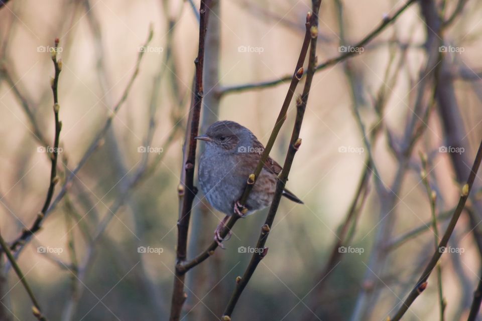 A little bird on a branch