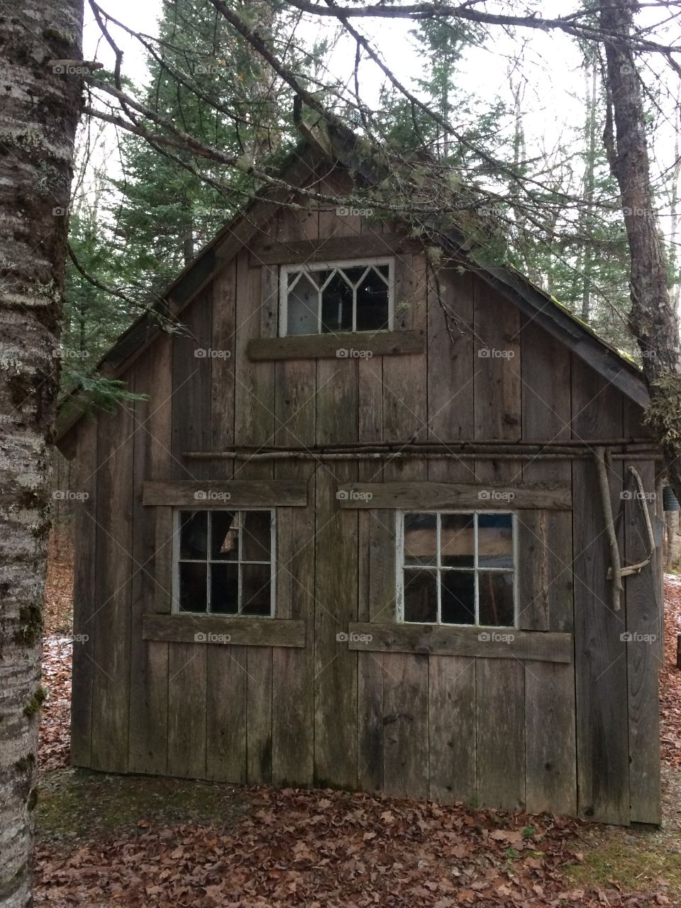 Maple sugar shack in the woods 