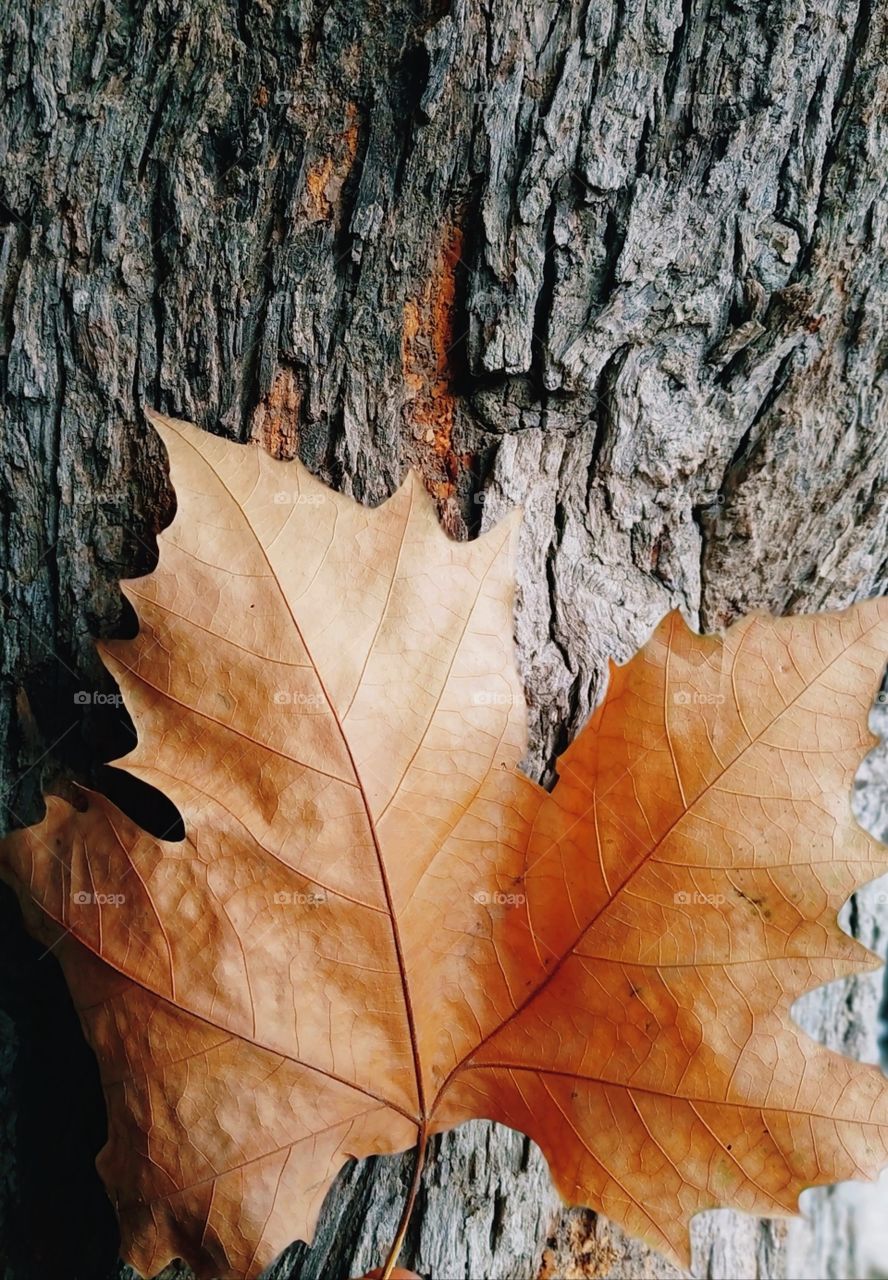 Brown autumn leaf.