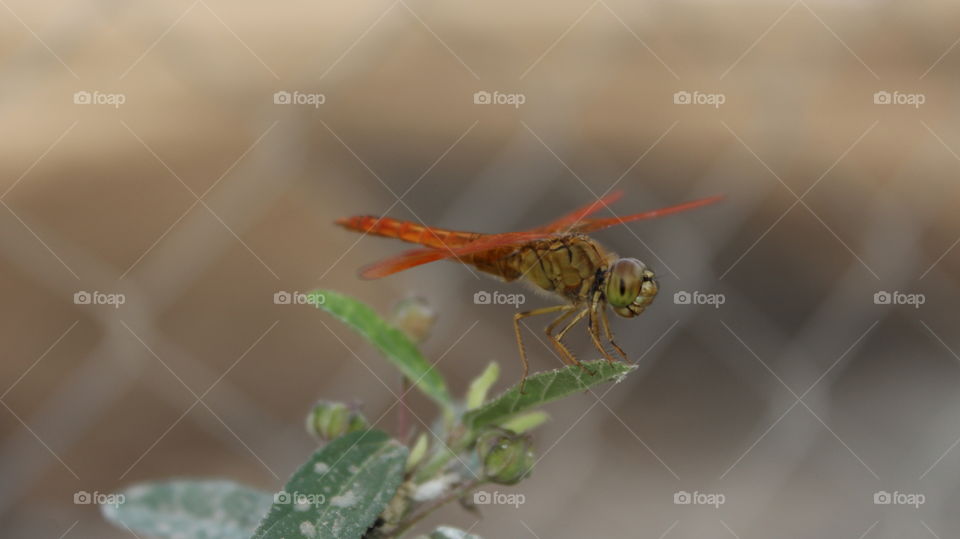 dragonfly (2)⛅⛅