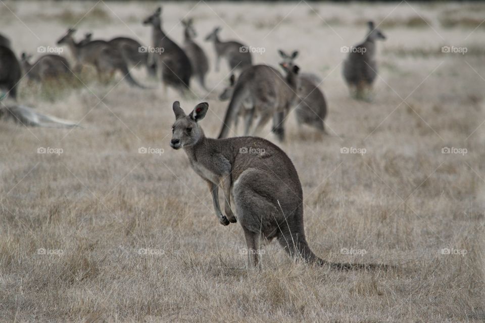 Eastern Grey Kangaroo