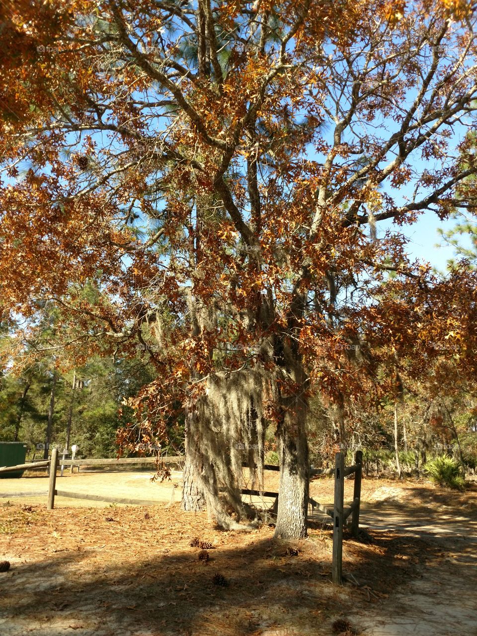 live oak tree, Spanish moss, southern grown, fall colors