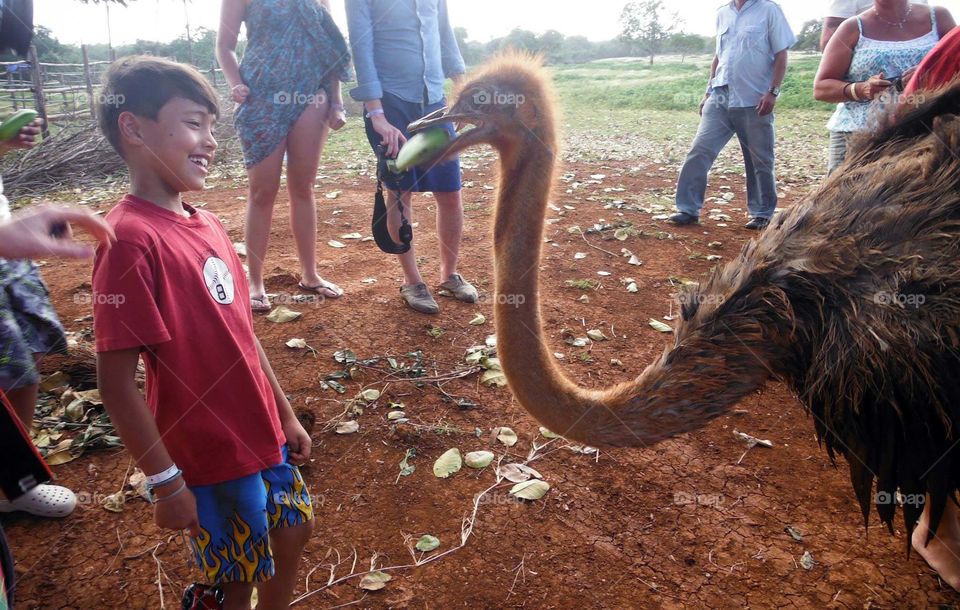 Boy is feeding an ostrich