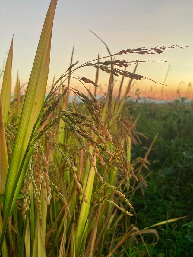 grass
