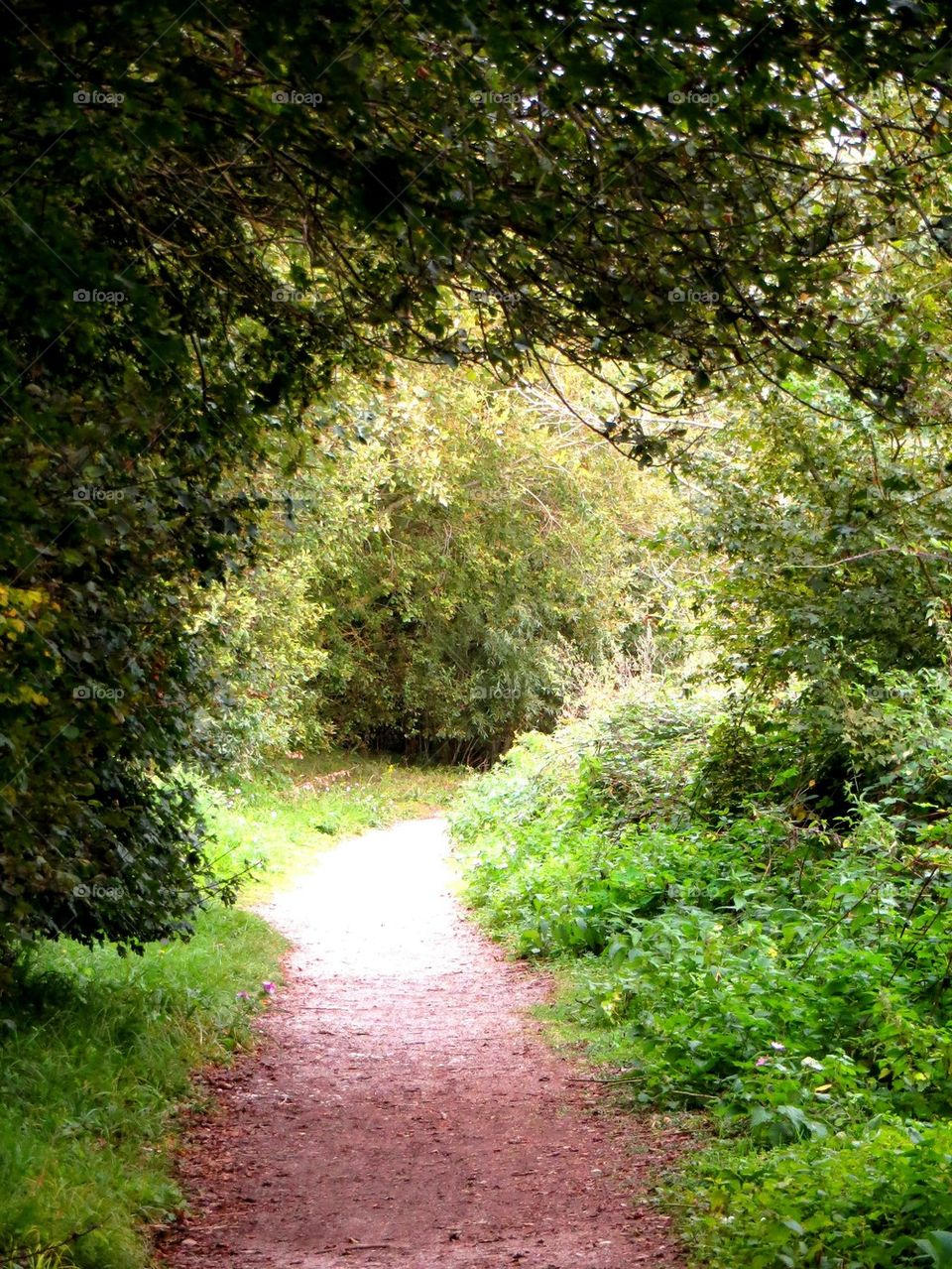 Green alley