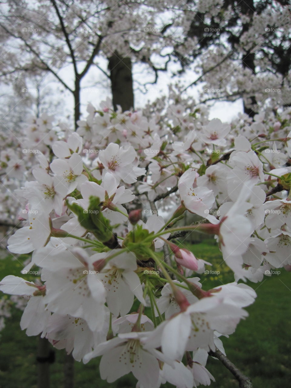 Flower, Cherry, Nature, Tree, Branch