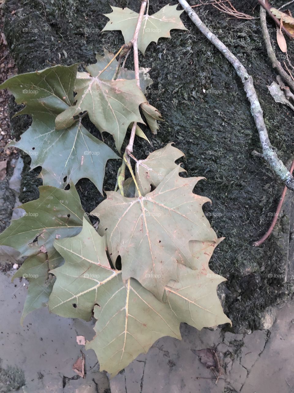 Leaves