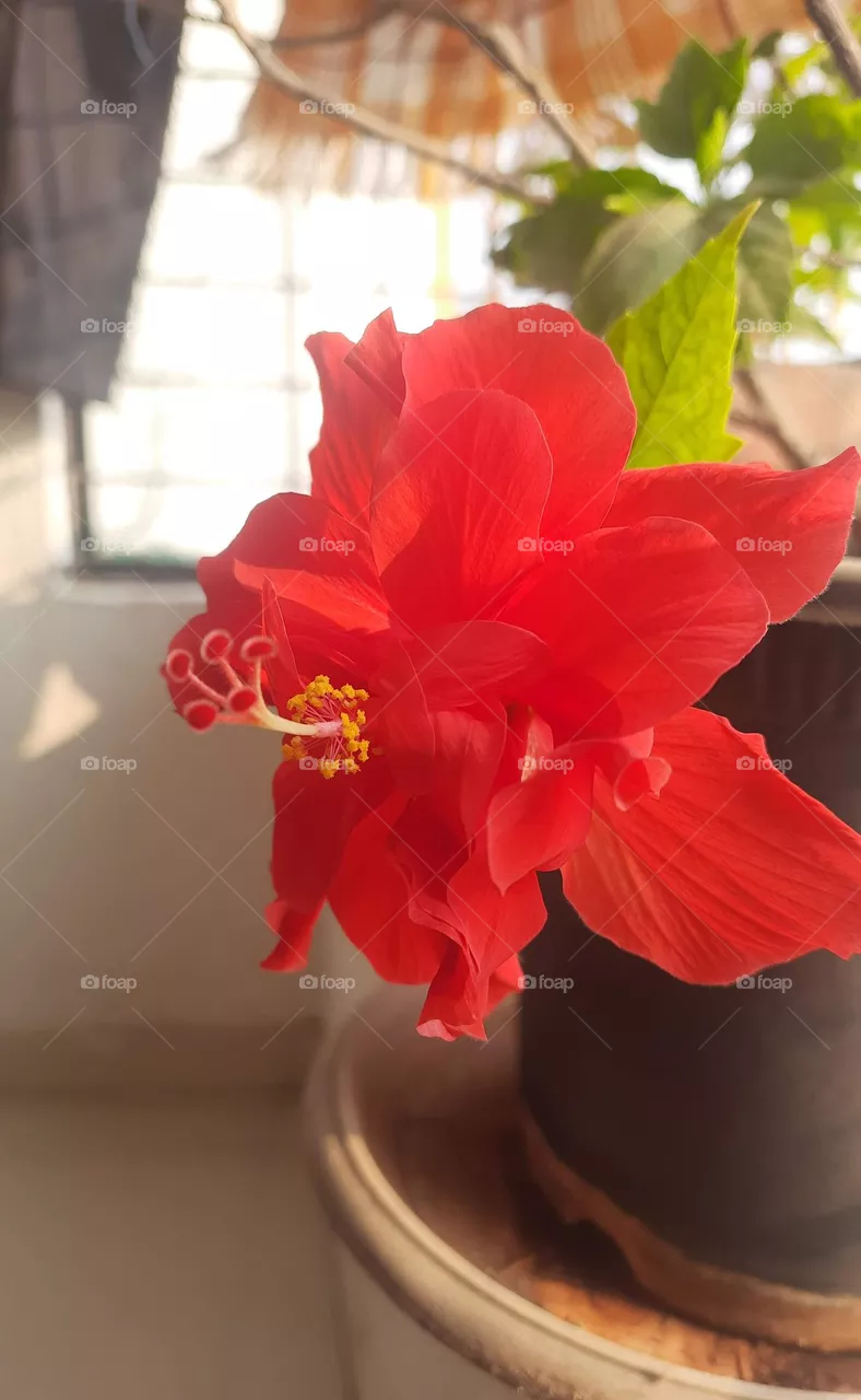 Hibiscus Flower