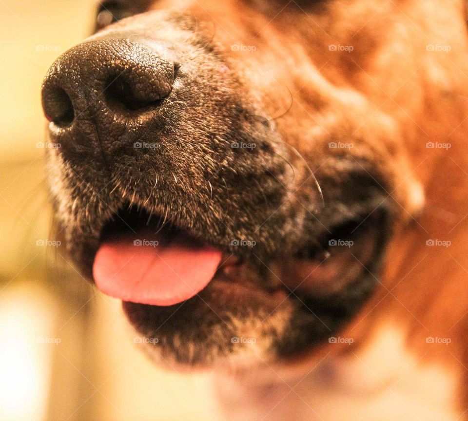 Close-up of dog's tongue