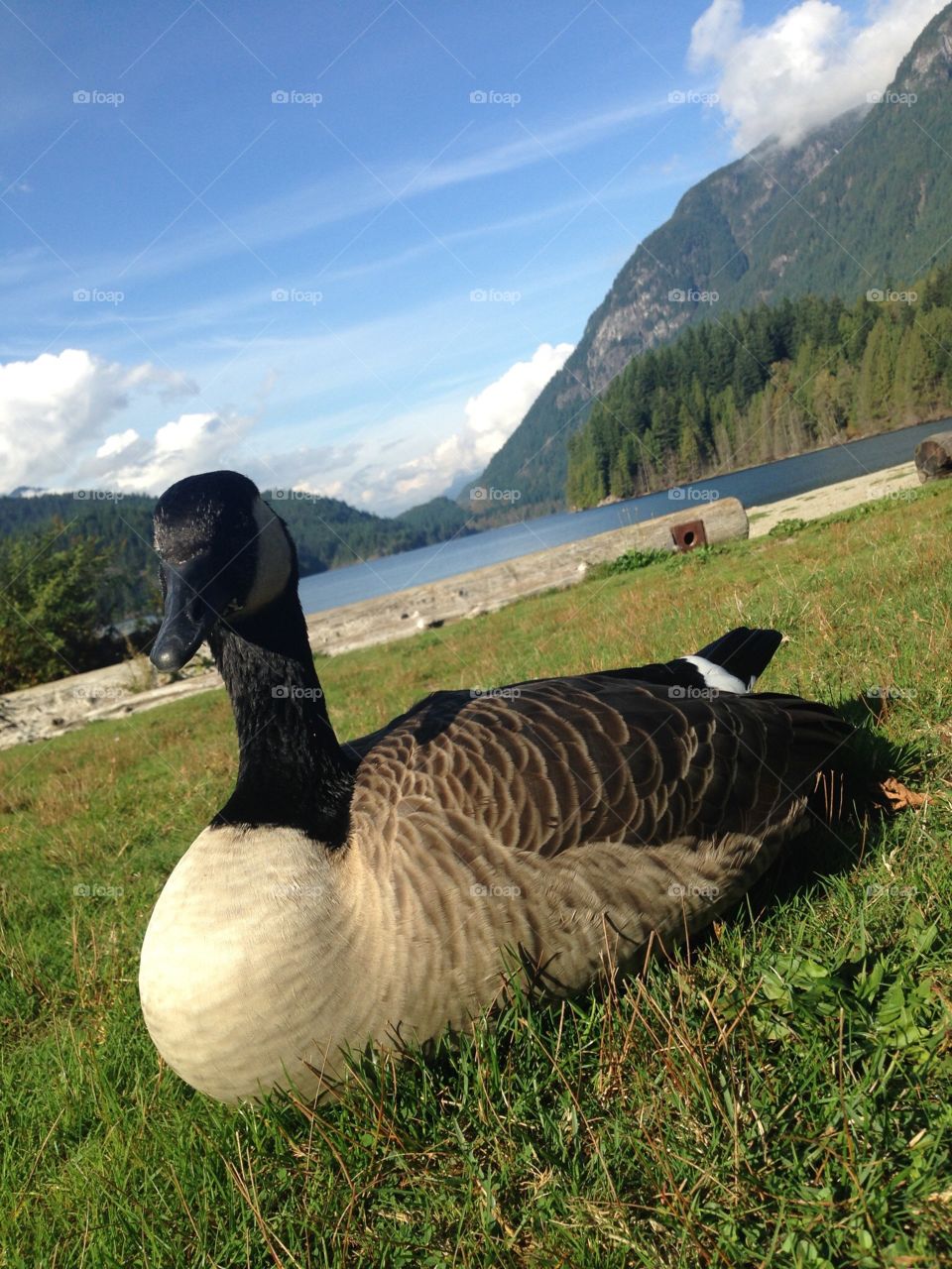 Canada goose closeup, symbolic of Canada, at Buntzen Lake near Vancouver, a glacial fed reservoir, surrounded by the west coast mountains, uninhabited and protected and located within a rain forest