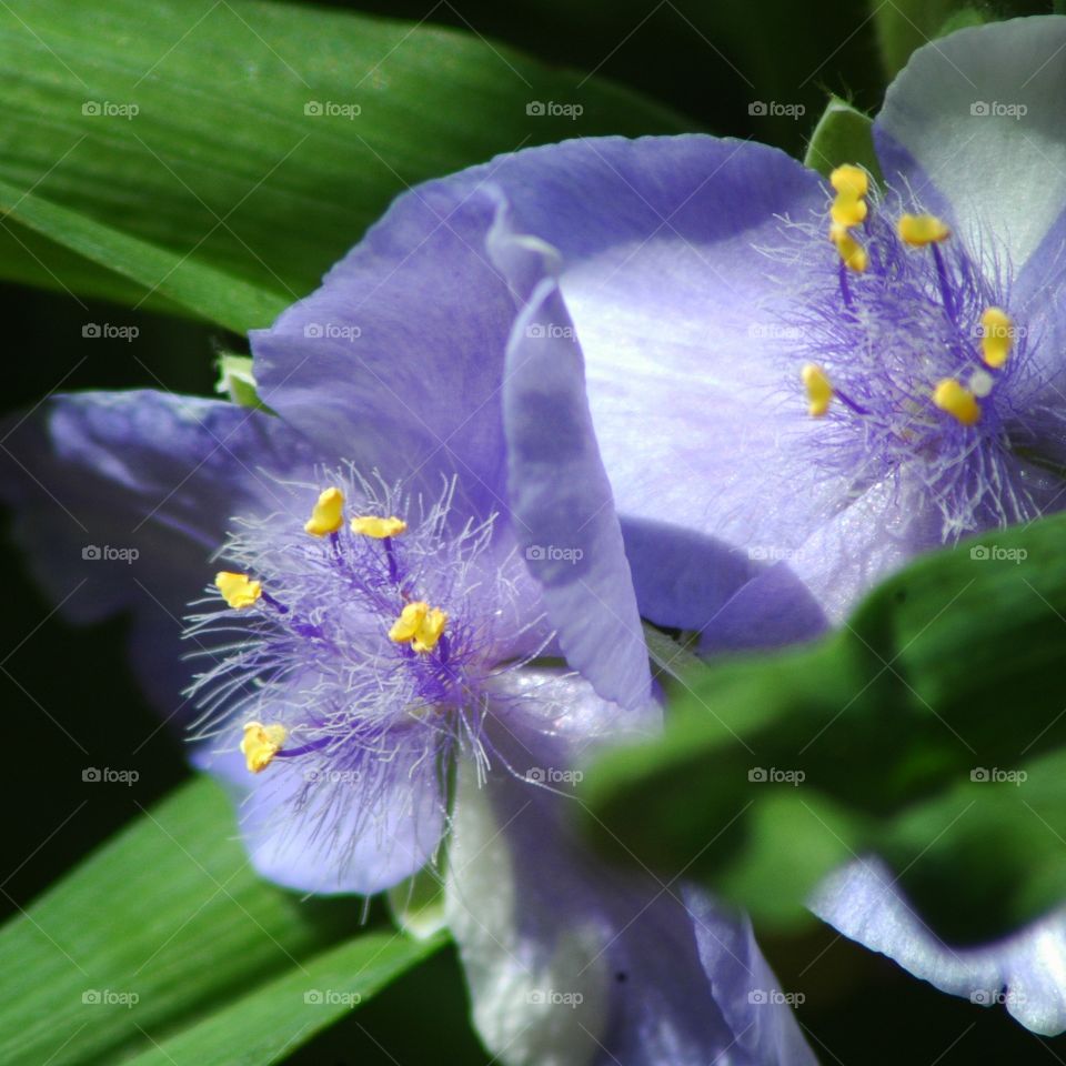 spiderwort
