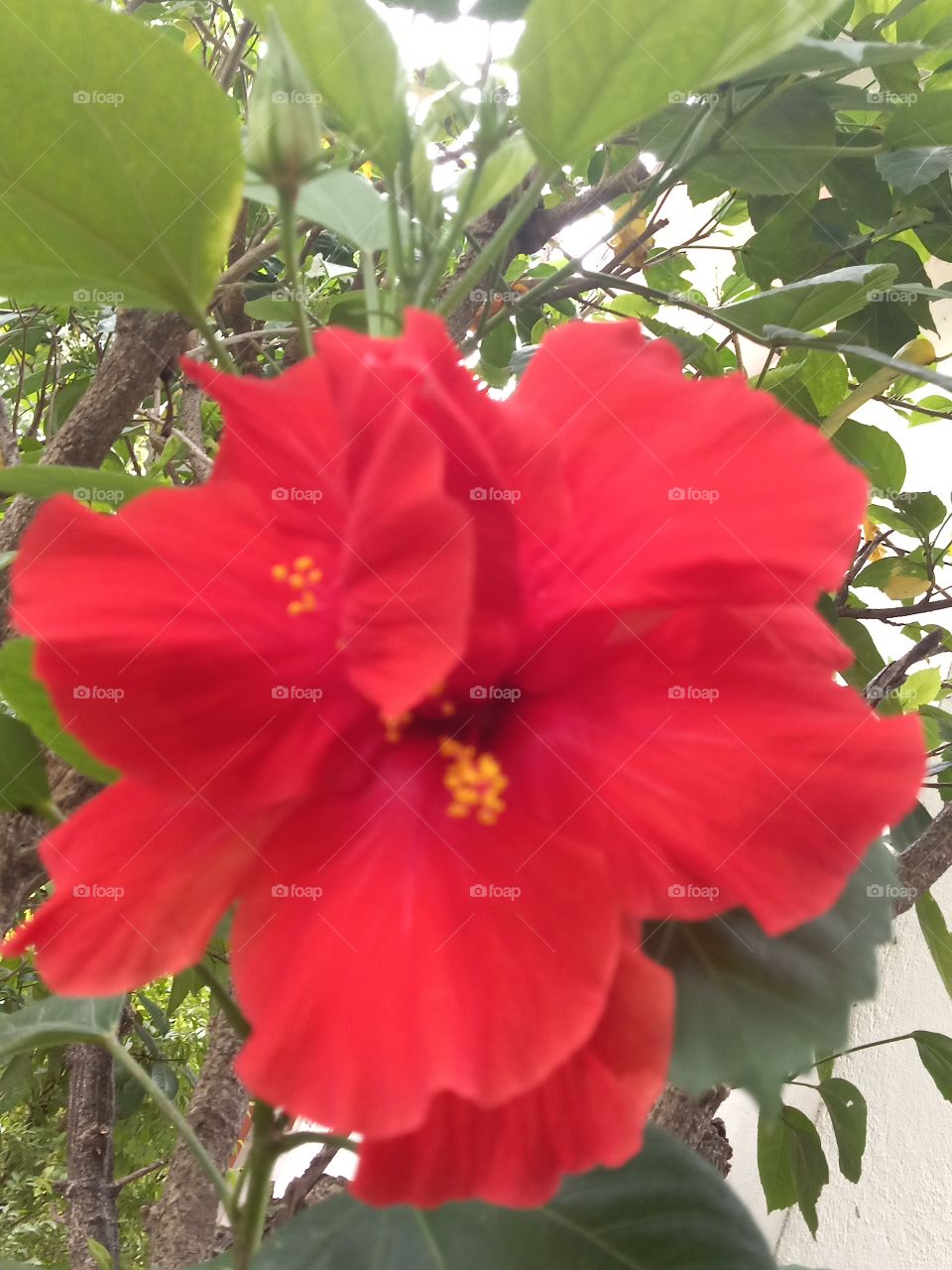 double hibiscus red